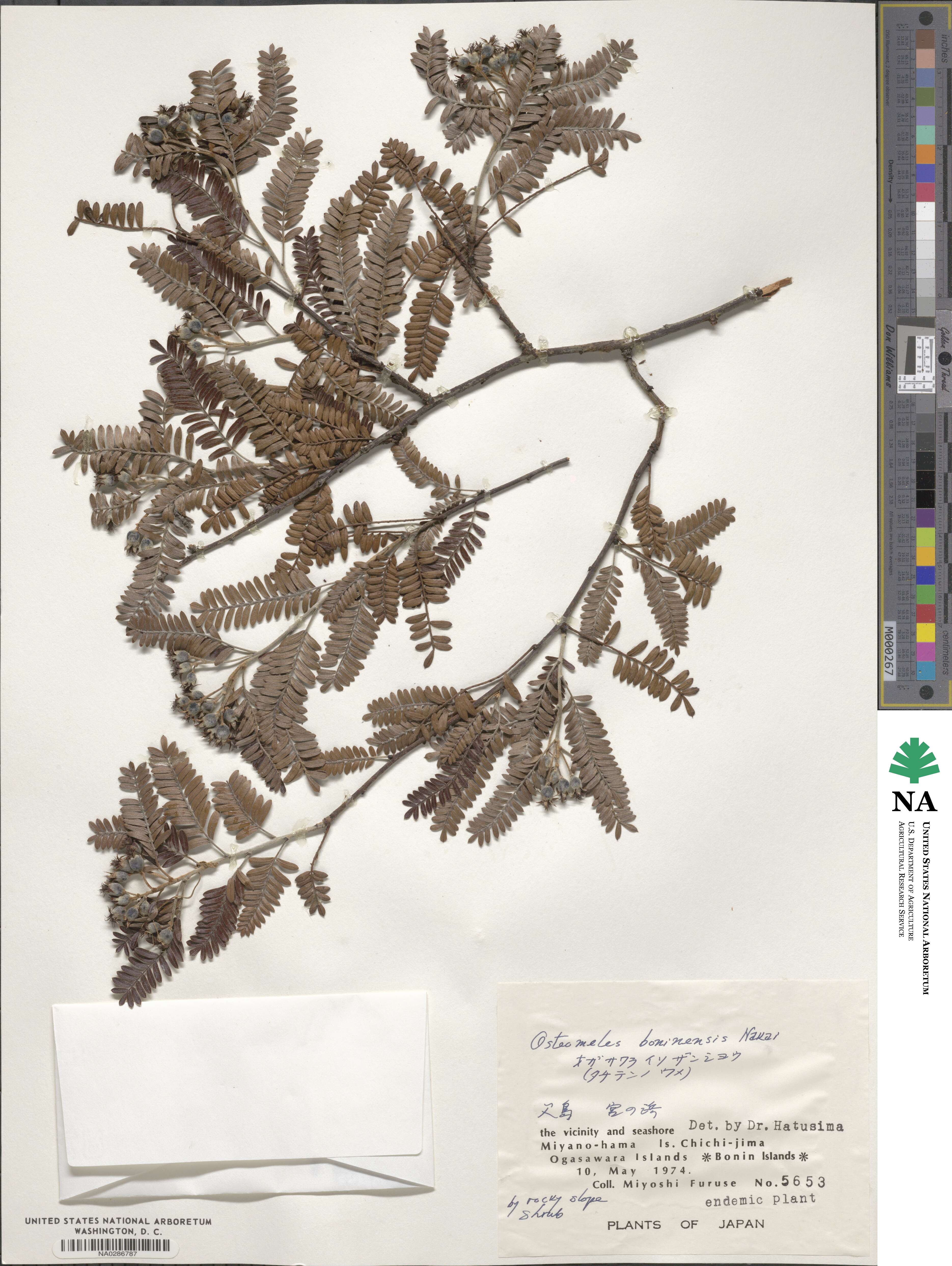 Osteomeles schweriniae image