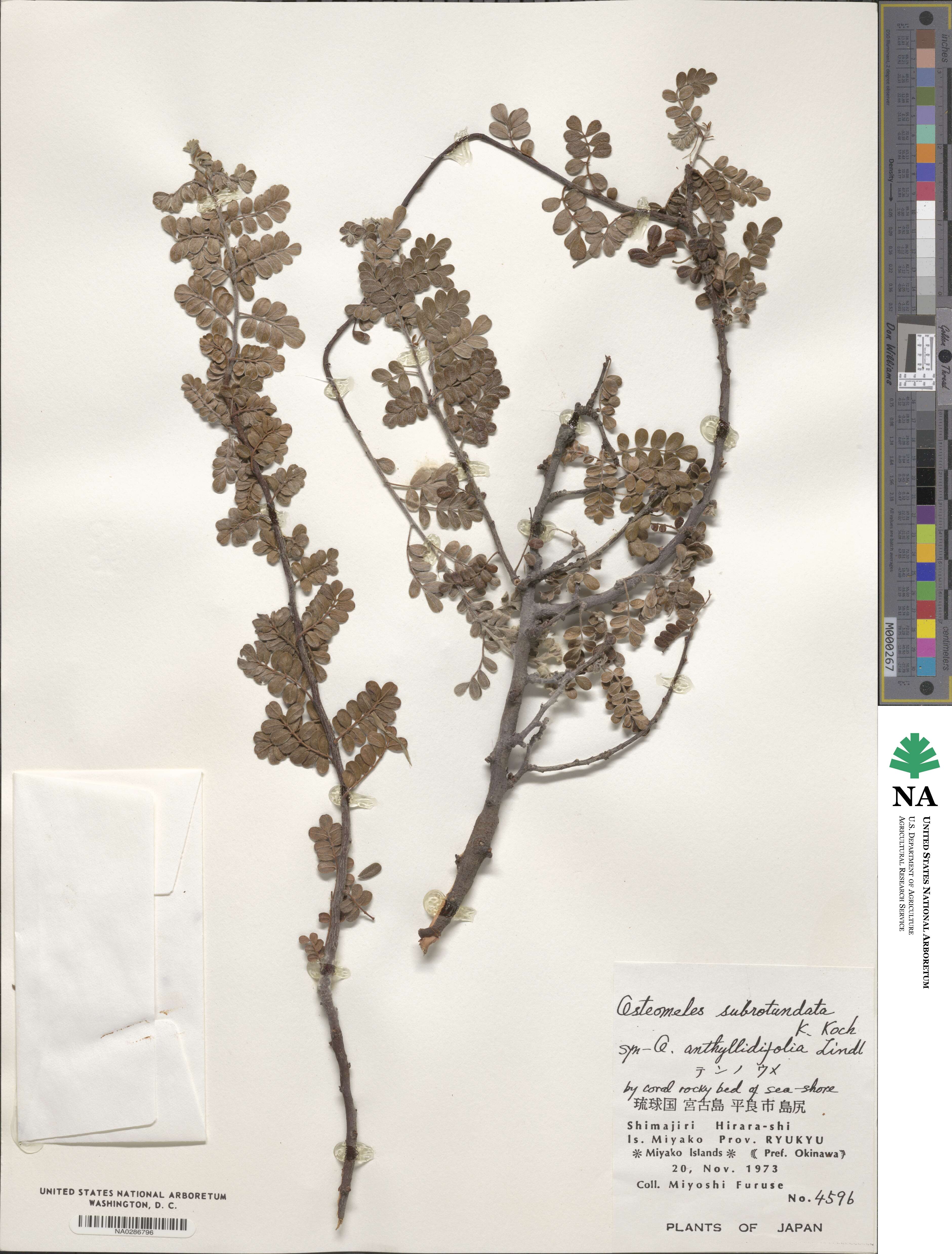 Osteomeles subrotunda image