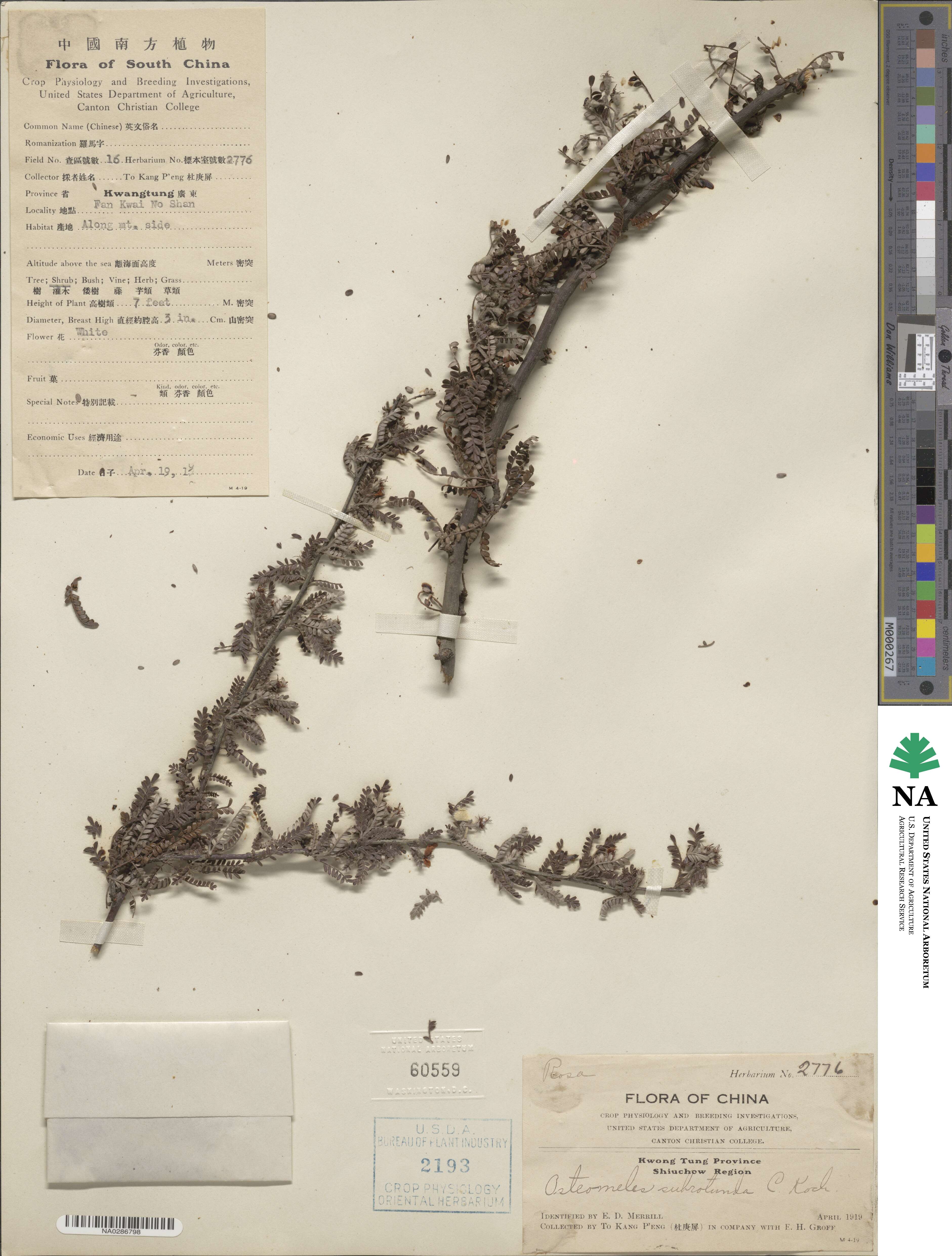 Osteomeles subrotunda image