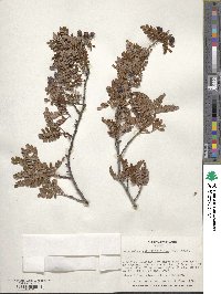 Osteomeles anthyllidifolia image