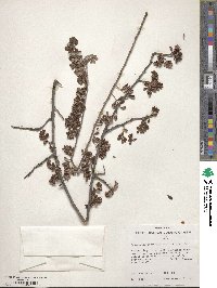 Osteomeles anthyllidifolia image