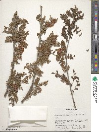 Osteomeles anthyllidifolia image