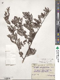 Osteomeles anthyllidifolia image