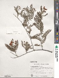 Osteomeles schweriniae image