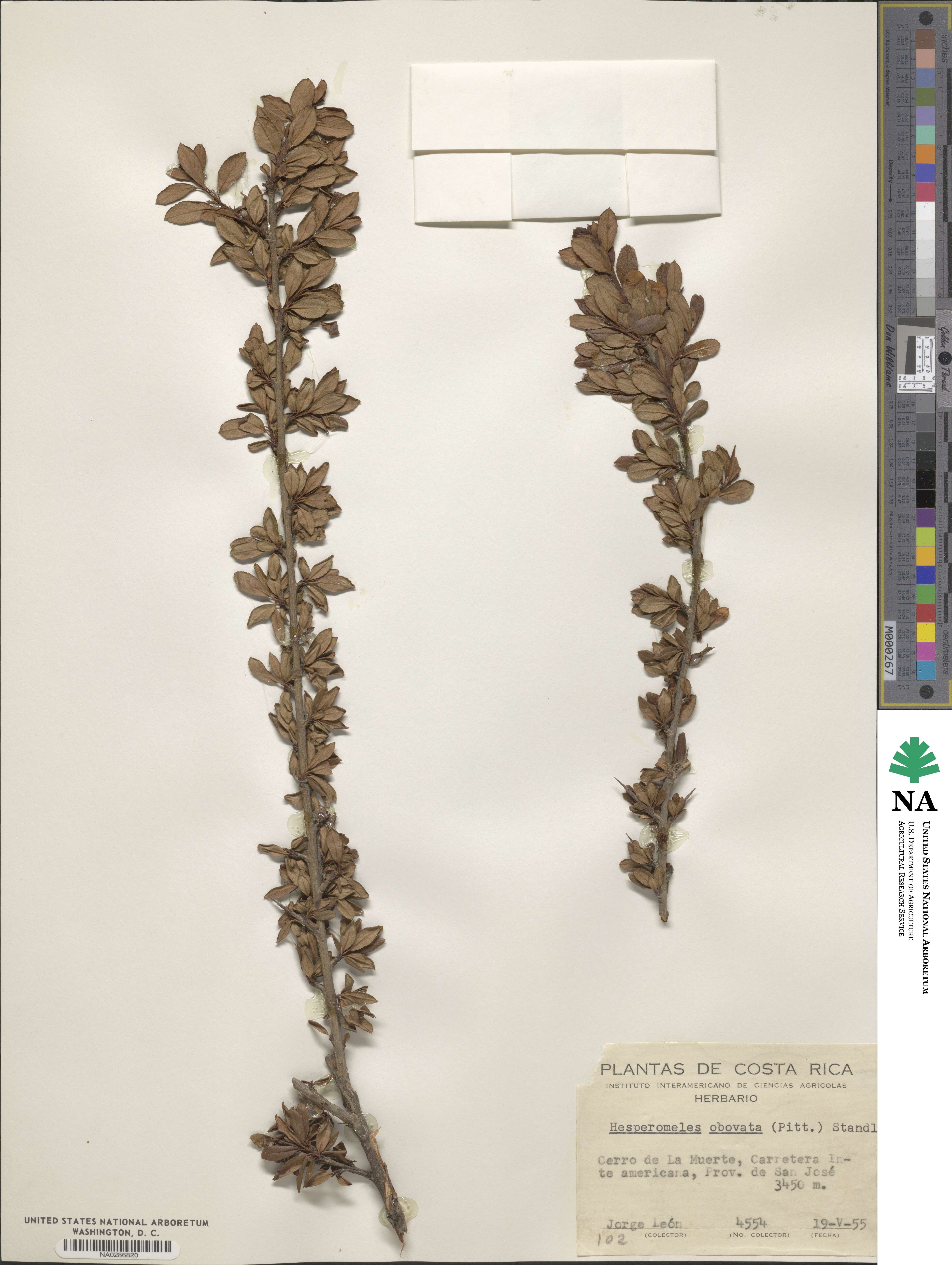 Hesperomeles obtusifolia image