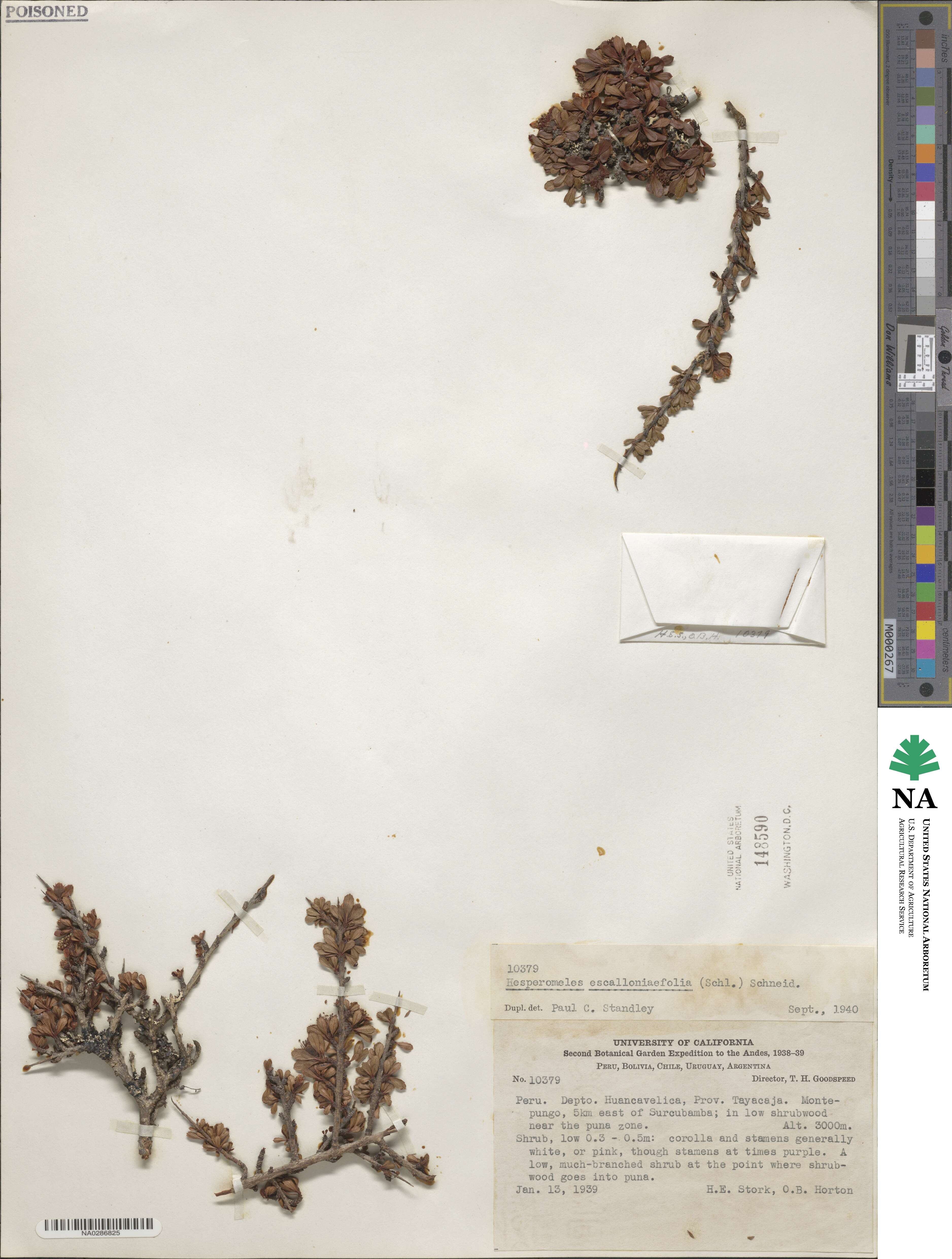 Hesperomeles obtusifolia image