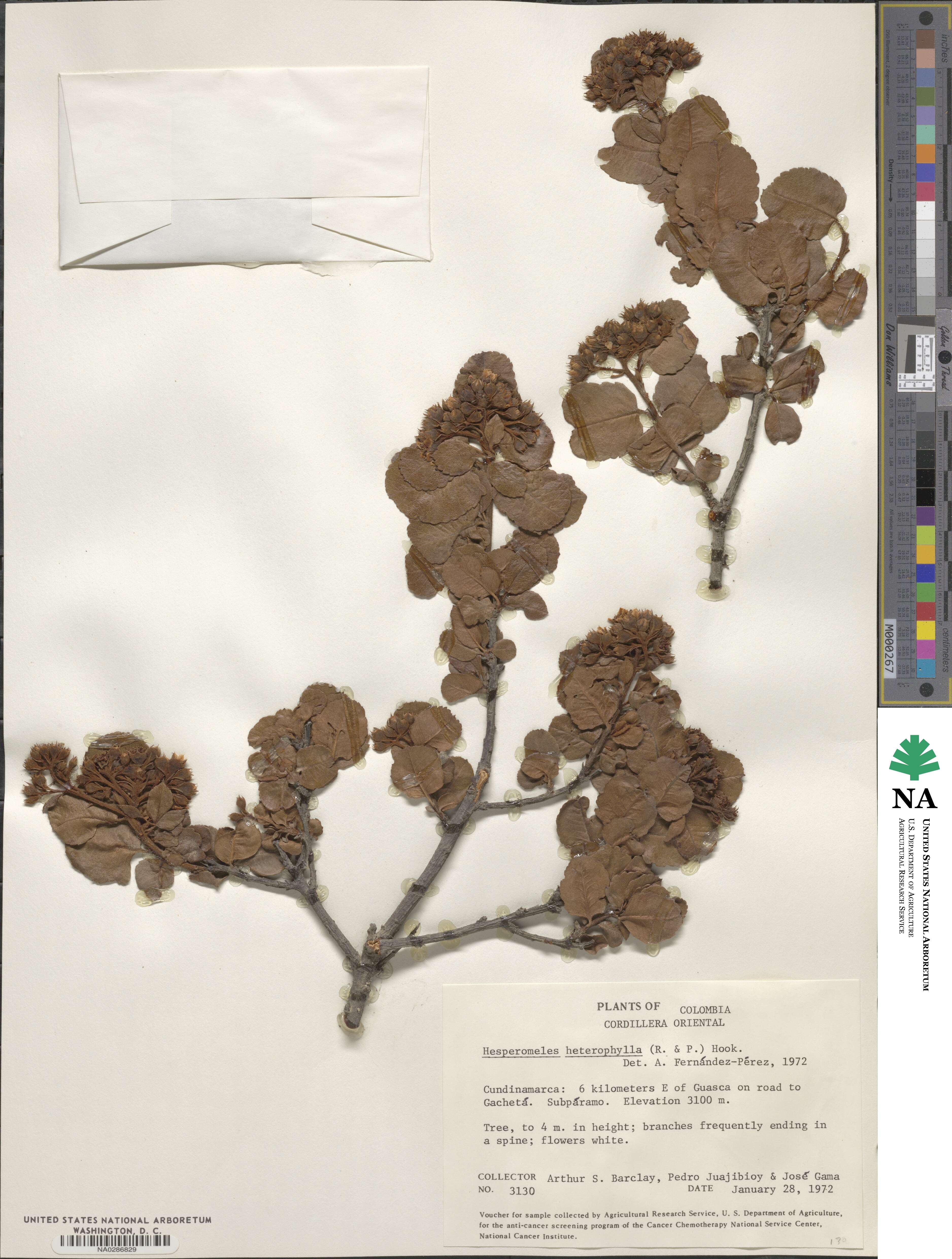 Hesperomeles obtusifolia image