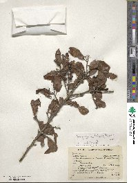 Hesperomeles obtusifolia image