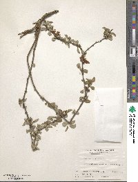 Chaenomeles japonica image