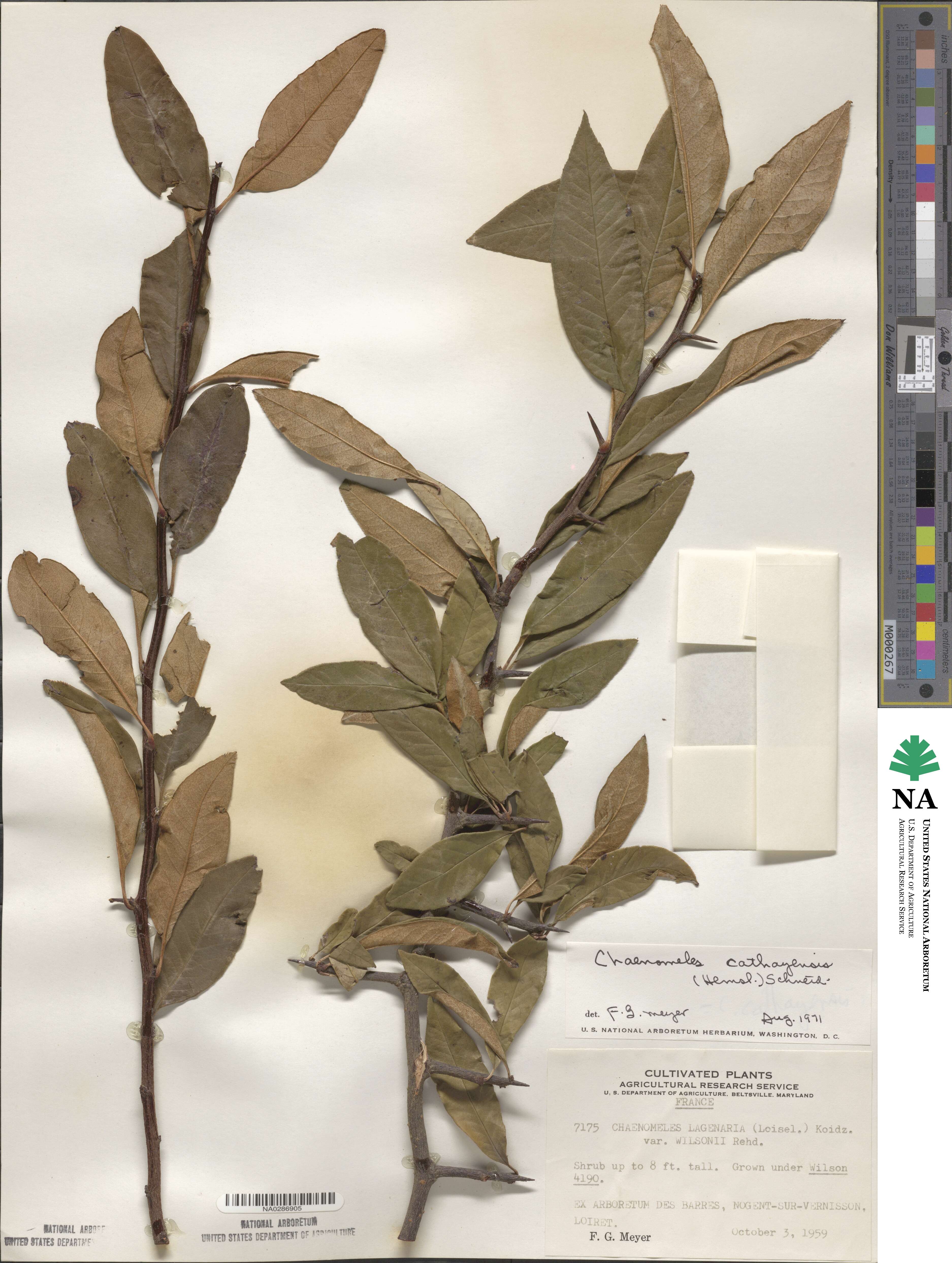Chaenomeles cathayensis image