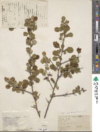 Chaenomeles japonica image