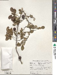 Chaenomeles japonica image