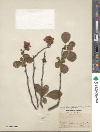 Chaenomeles japonica image