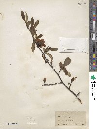 Chaenomeles japonica image