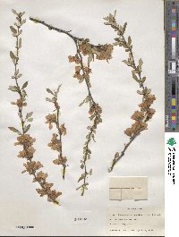 Chaenomeles japonica image