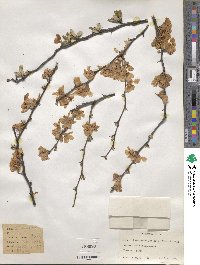 Chaenomeles japonica image