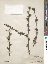 Chaenomeles japonica image