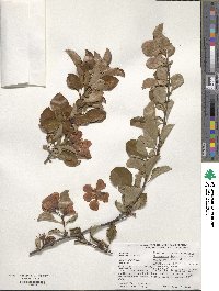 Chaenomeles japonica image