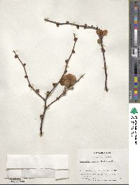 Chaenomeles japonica image