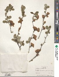 Chaenomeles speciosa image