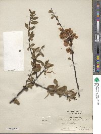 Chaenomeles speciosa image