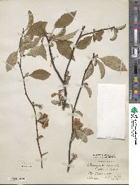 Chaenomeles speciosa image