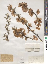 Chaenomeles speciosa image