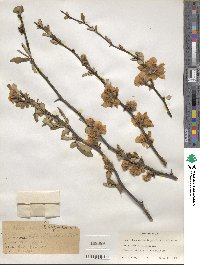 Chaenomeles speciosa image