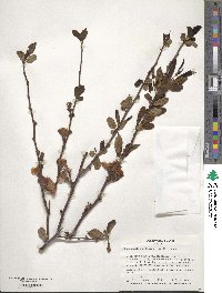 Chaenomeles speciosa image