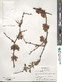 Chaenomeles speciosa image