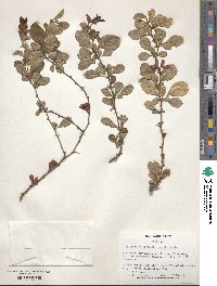 Chaenomeles speciosa image