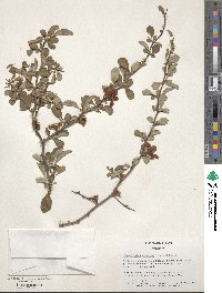 Chaenomeles speciosa image