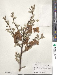 Chaenomeles speciosa image