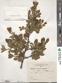 Chaenomeles speciosa image