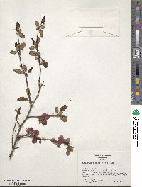 Chaenomeles speciosa image