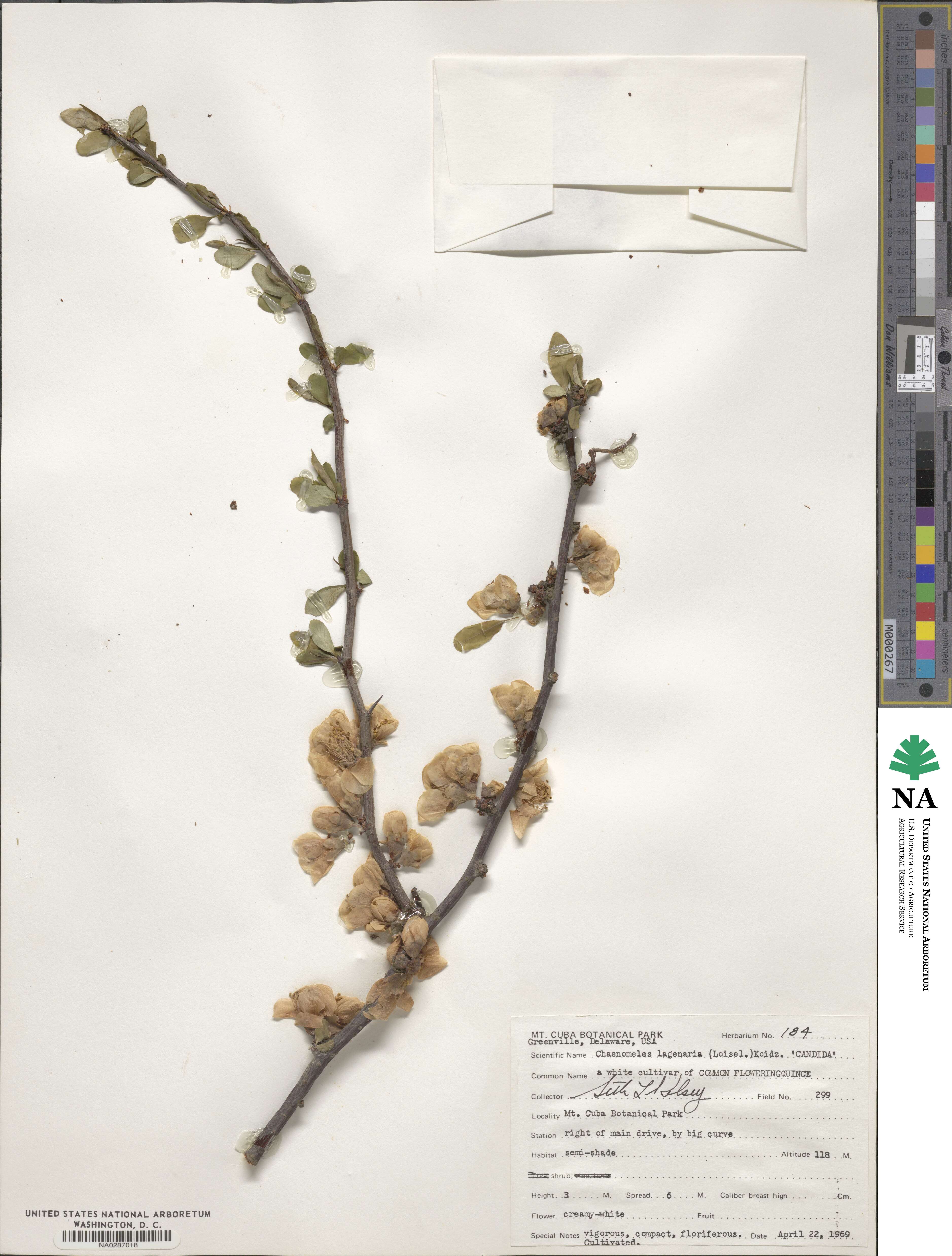 Chaenomeles speciosa image