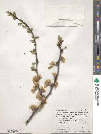 Chaenomeles speciosa image