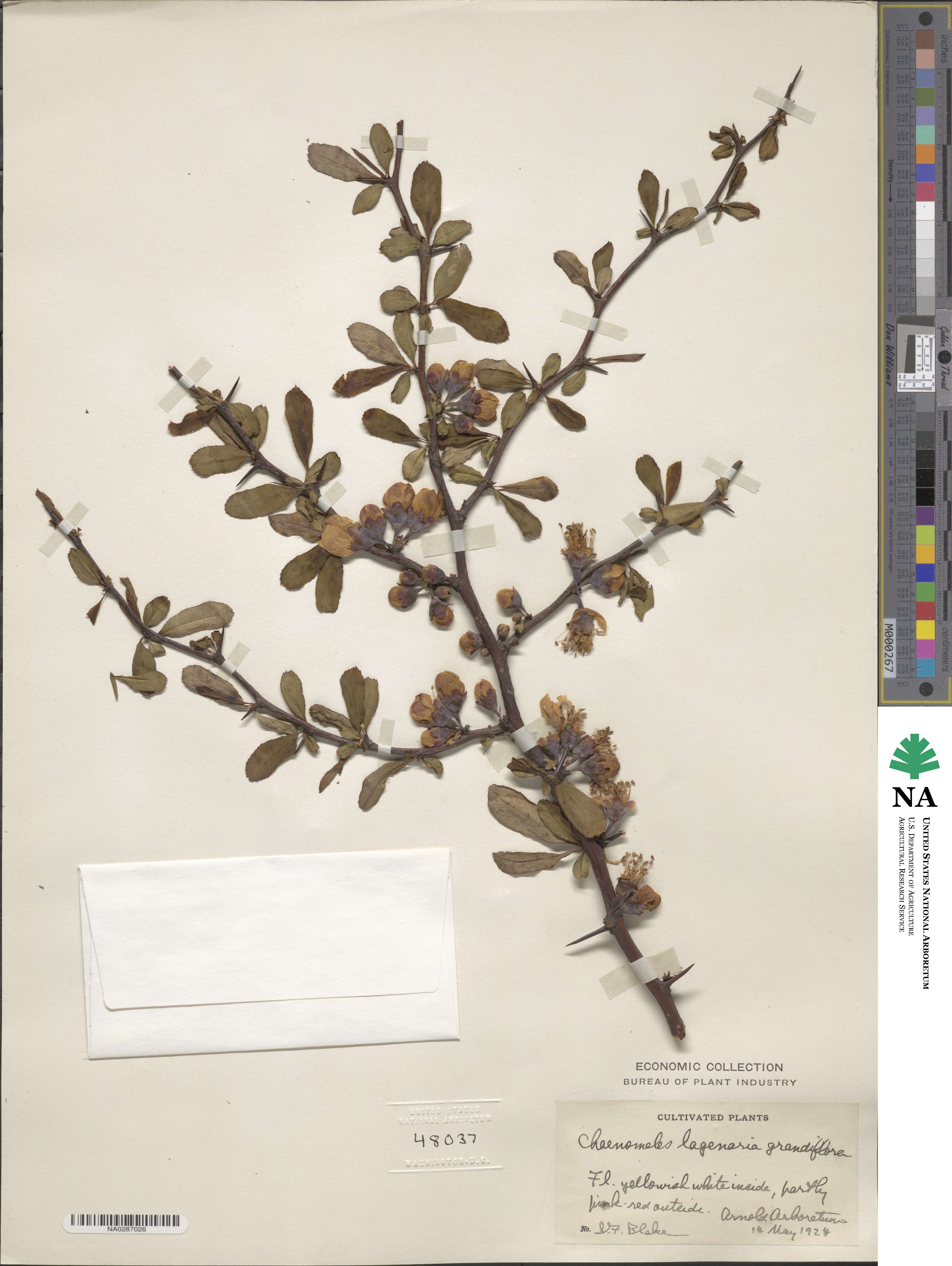 Chaenomeles speciosa image