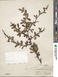 Chaenomeles speciosa image