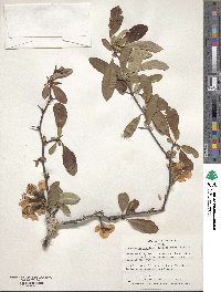 Chaenomeles speciosa image