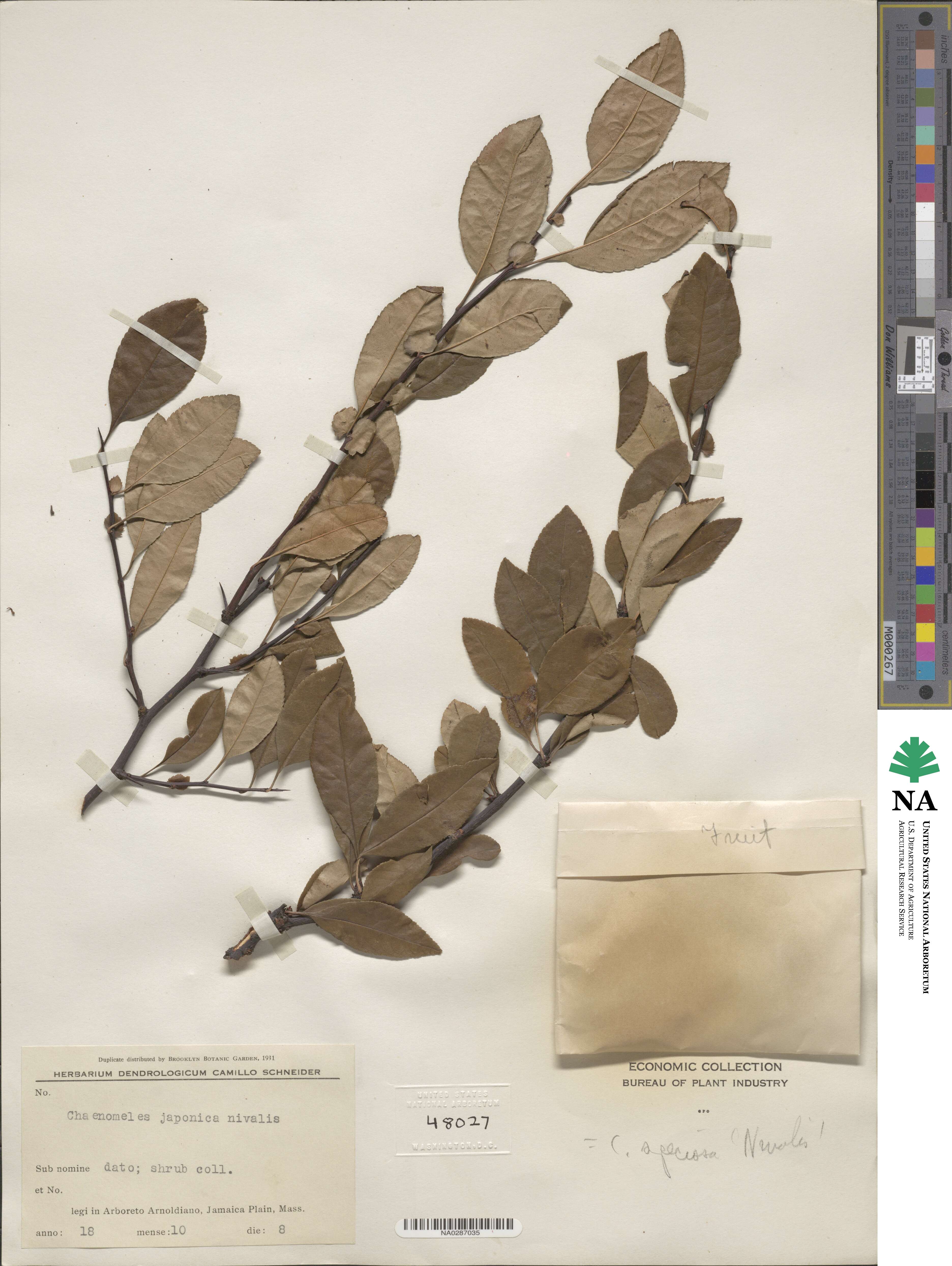 Chaenomeles speciosa image