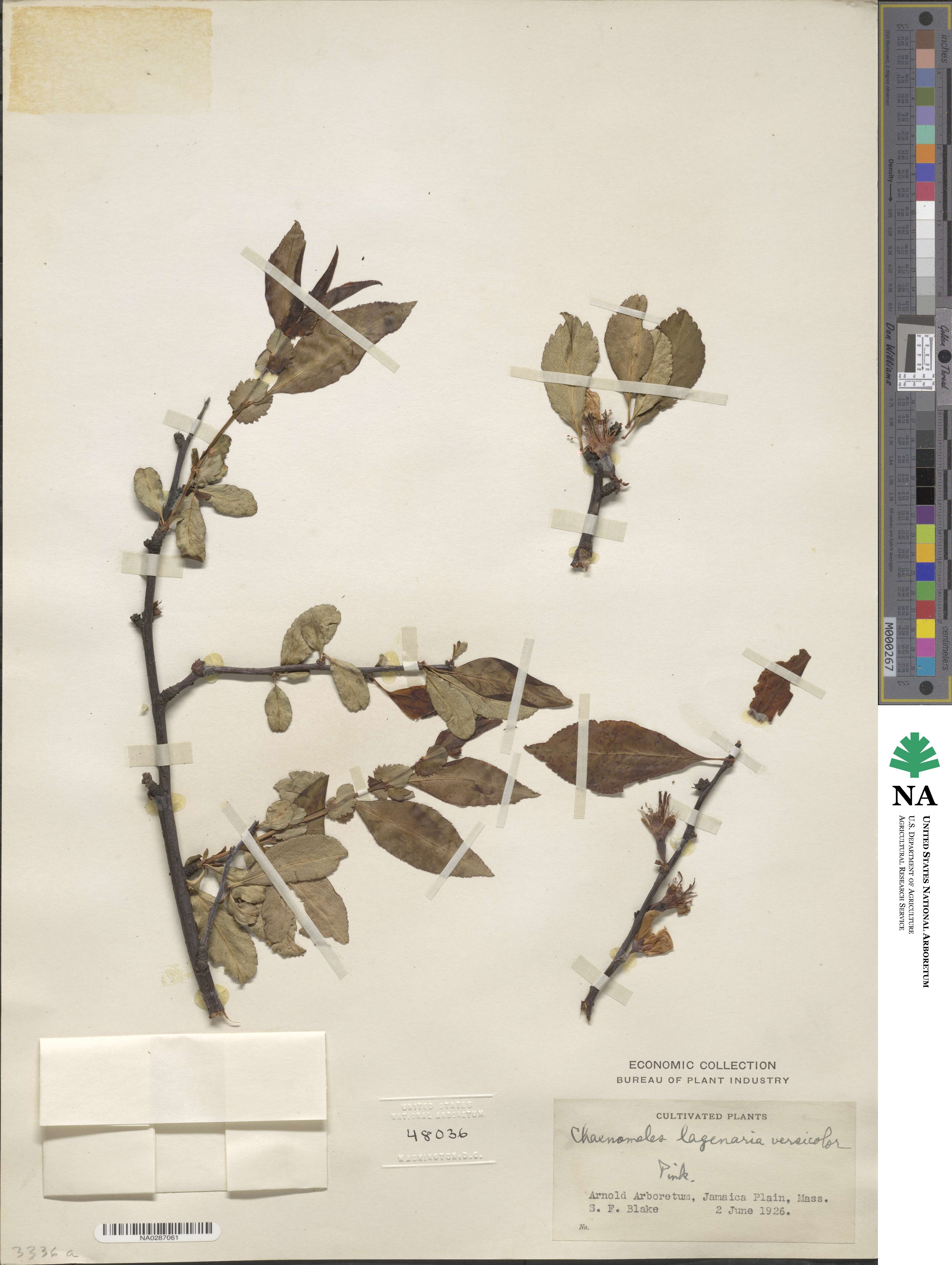 Chaenomeles speciosa image