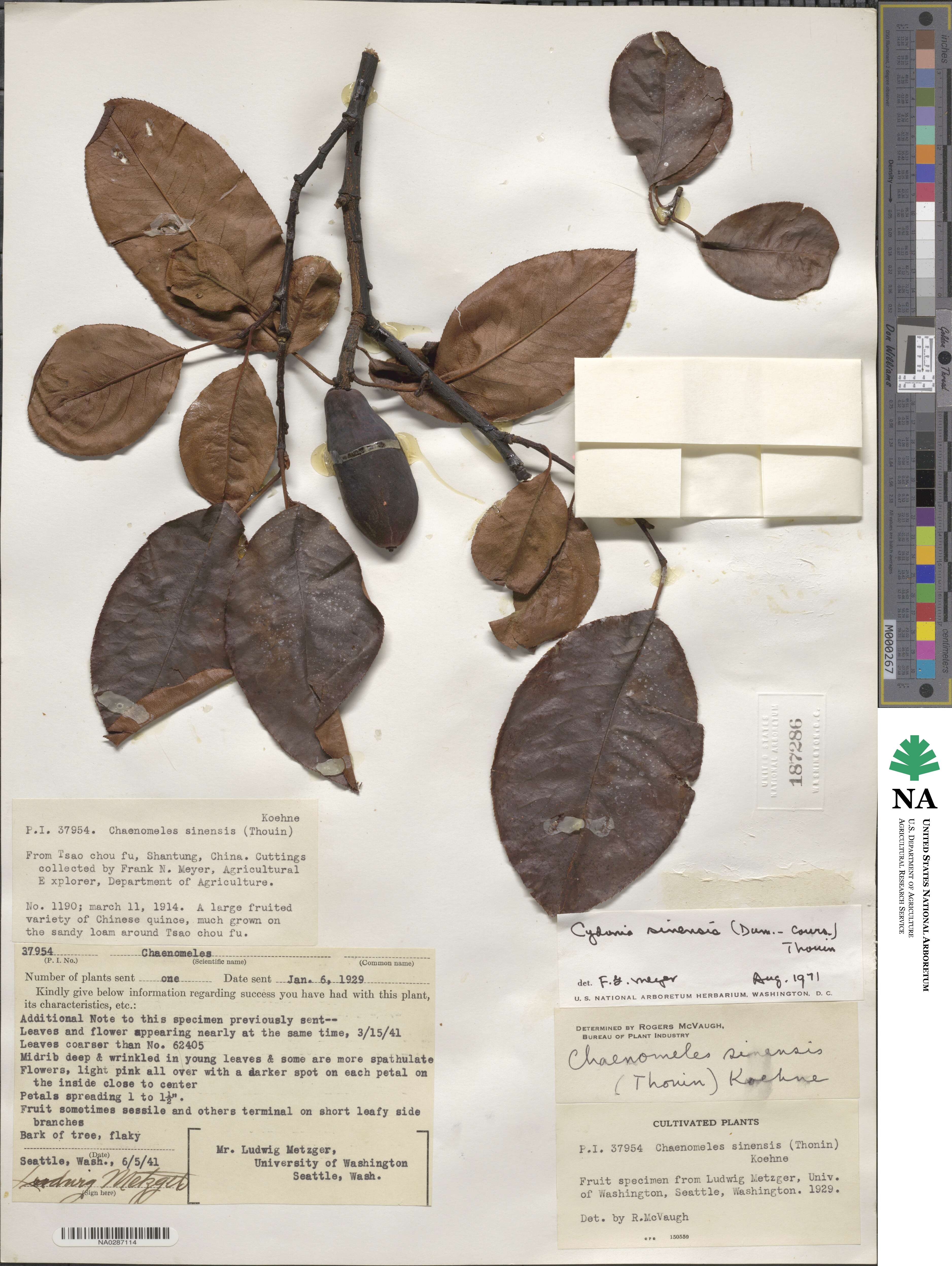 Pseudocydonia sinensis image