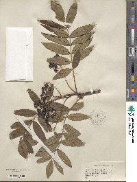 Sorbus americana image