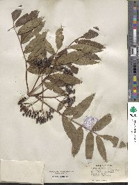 Sorbus americana image