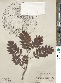 Sorbus americana image