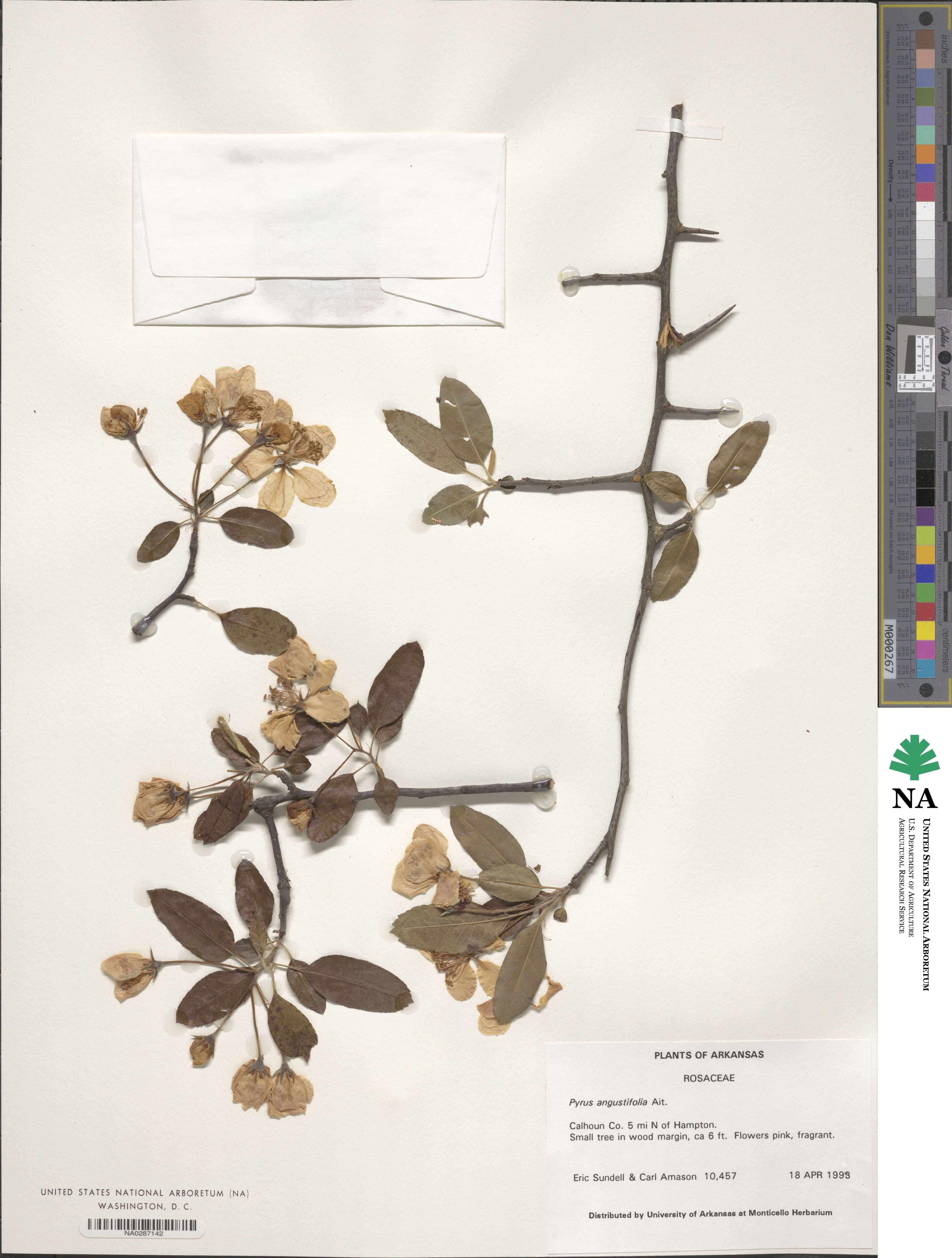Pyrus angustifolia image