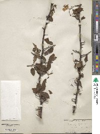 Pyrus angustifolia image