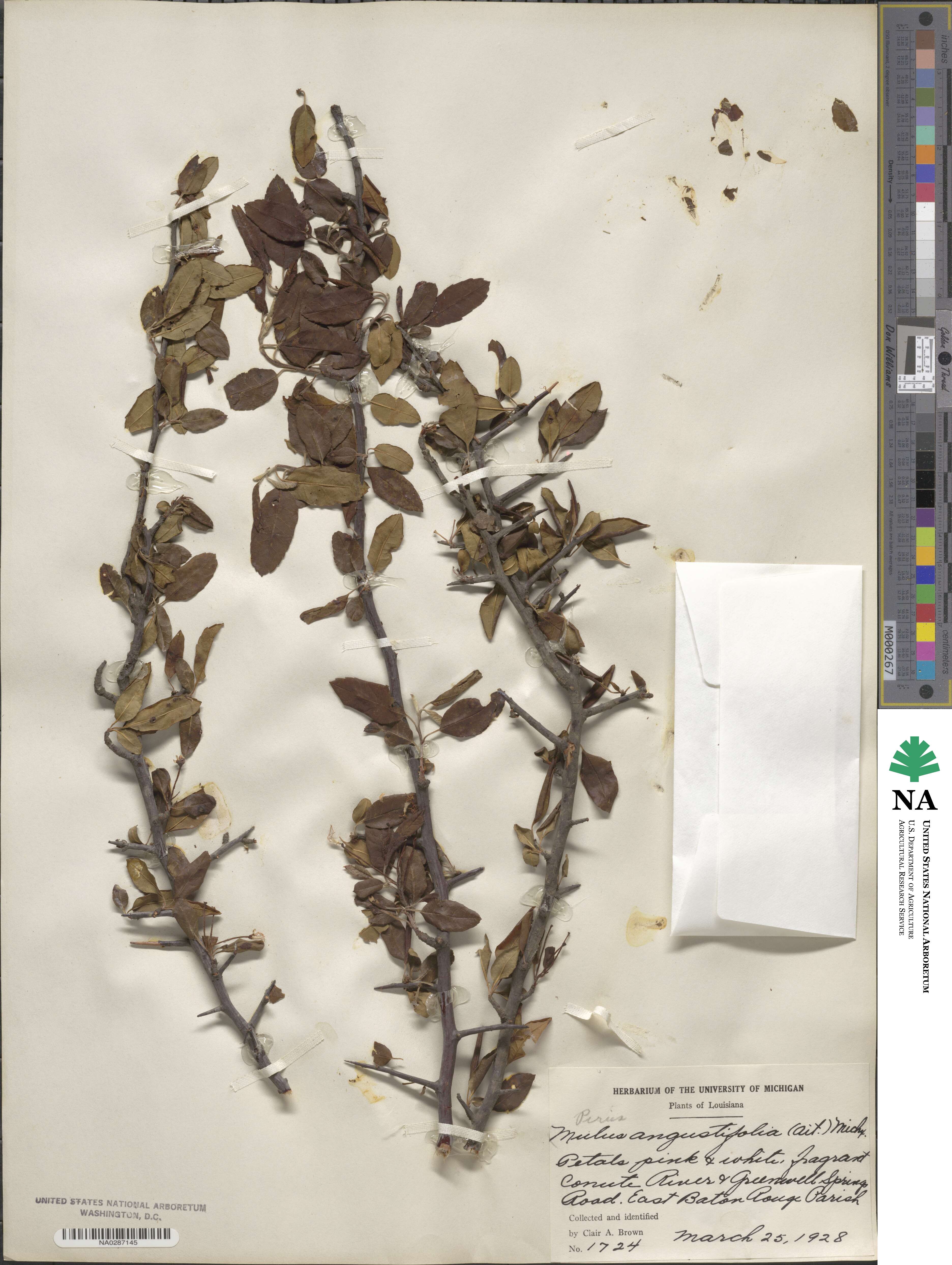 Pyrus angustifolia image