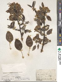 Sorbus californica image